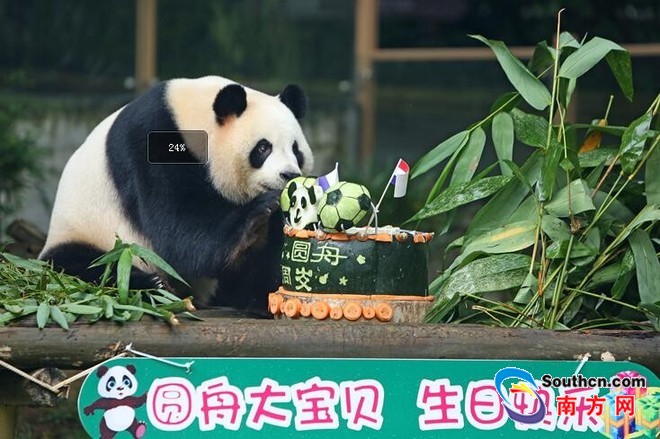 深圳野生動物園的大熊貓圓舟8周歲啦！