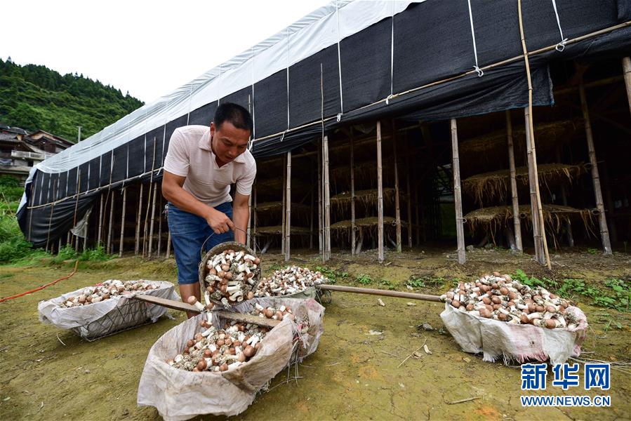 貴州丹寨：大棚菌喜獲豐收