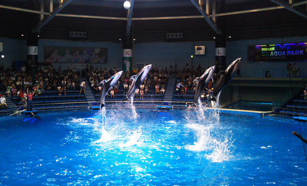 邂逅“Maxell Aqua Park 品川” 體驗海豚與“花火”的碰撞之美