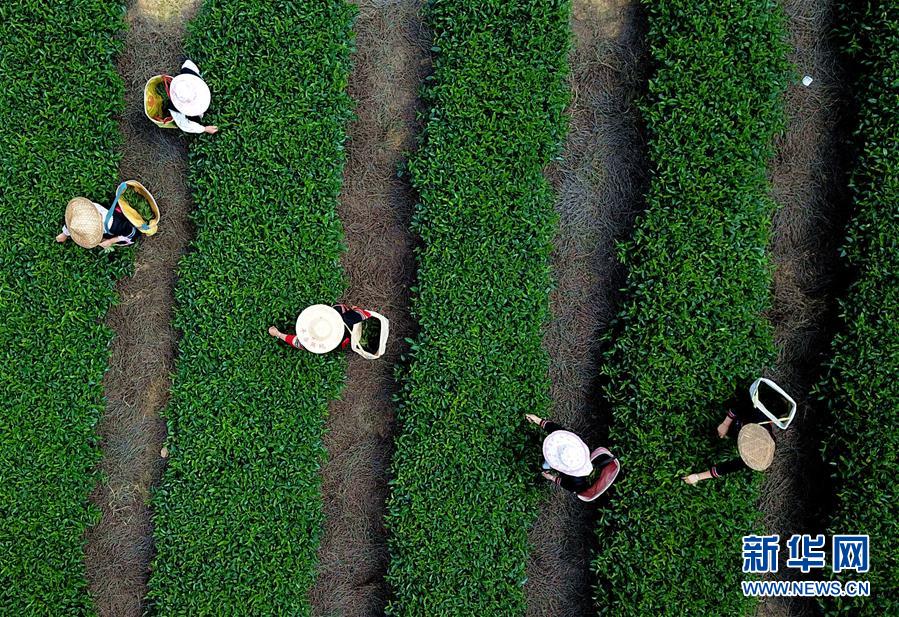 福建瑪坑鄉：茶旅結合 助農增收