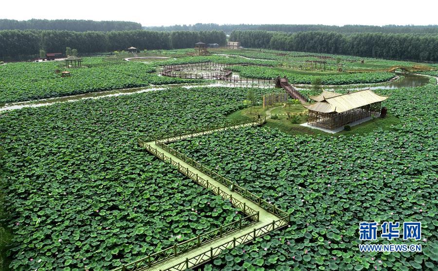 河北香河：荷花盛開助力鄉村旅遊