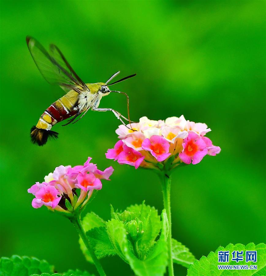 福建福州：昆蟲戲花