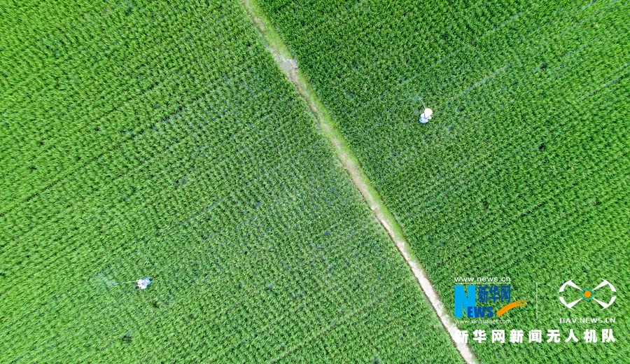 大地樂章丨航拍福建漳州：初秋·稻花香