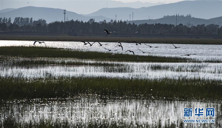 山西廣靈：壺流河濕地 江南風韻