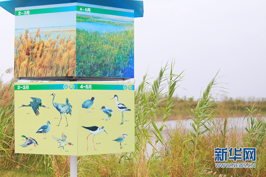 陜西大荔朝邑國際濕地公園“蝶變”：從灘塗一片到蘆葦滌蕩