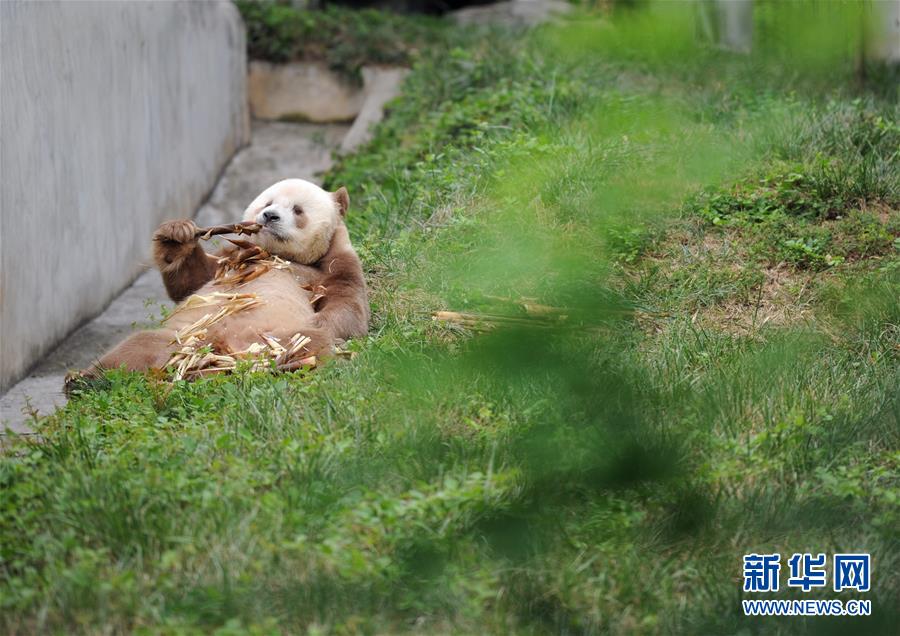 秦嶺棕色大熊貓：“棄仔”到“七仔” 命運大不同