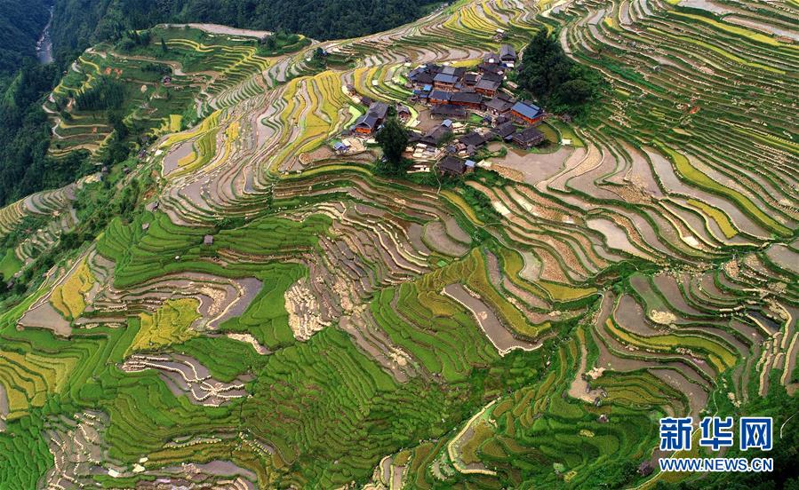 貴州：梯田秋裳