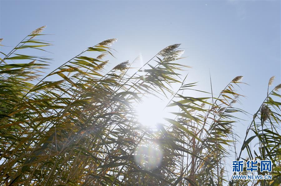 探訪敦煌西湖國家級自然保護區