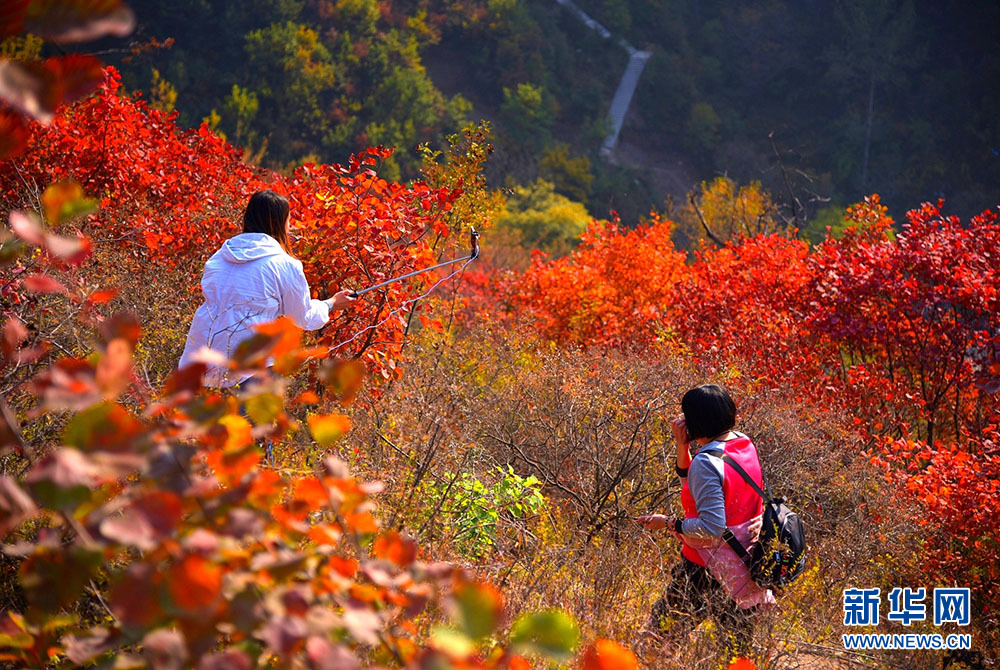河北涉縣：莊子嶺遍山紅葉迎遊客