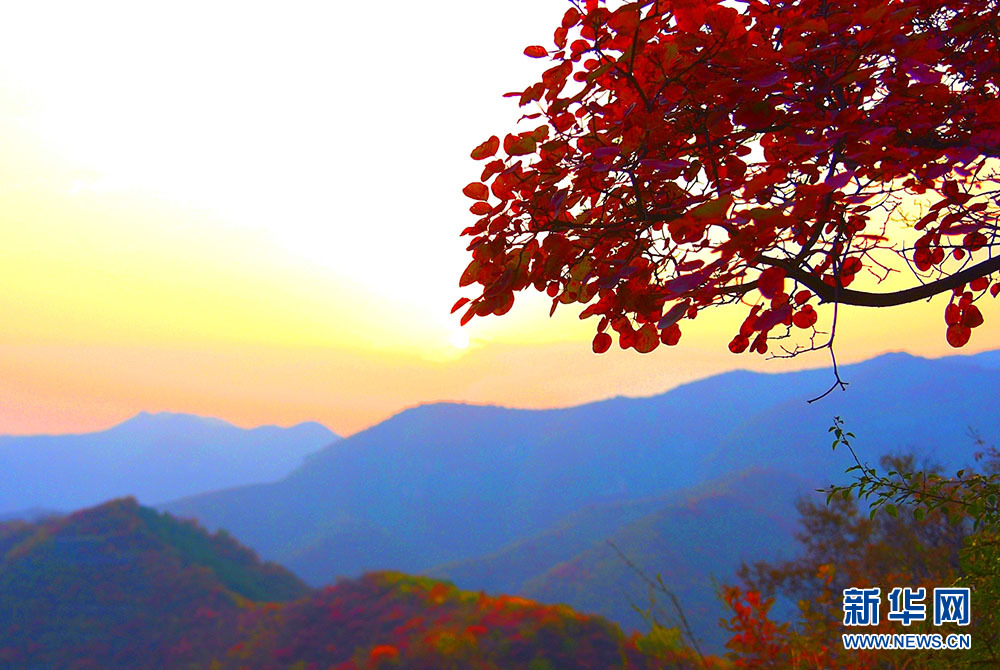 河北涉縣：莊子嶺遍山紅葉迎遊客