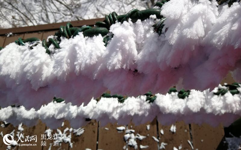 黑龍江鳳凰山國家森林公園現十里雪凇霧凇景觀
