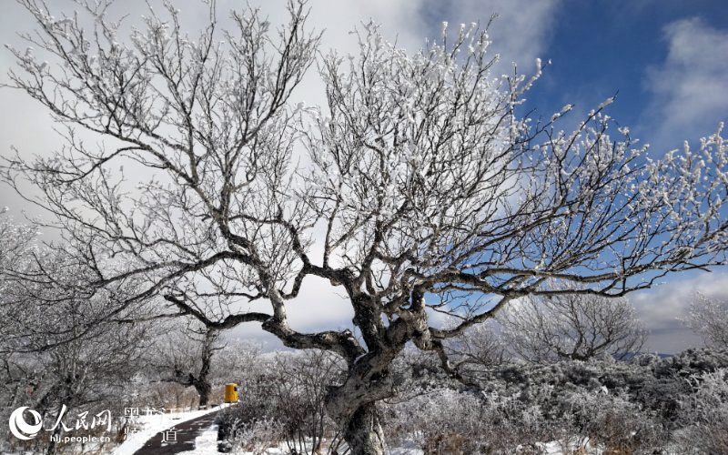 黑龍江鳳凰山國家森林公園現十里雪凇霧凇景觀