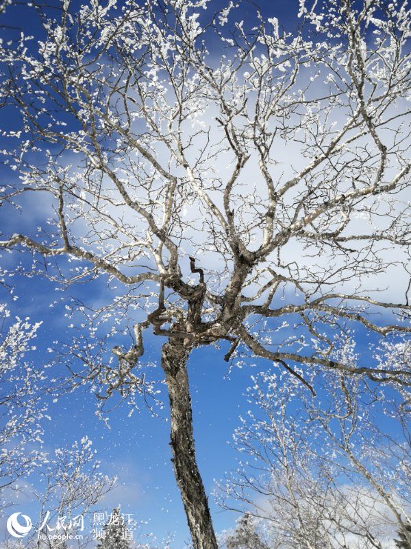 黑龍江鳳凰山國家森林公園現十里雪凇霧凇景觀