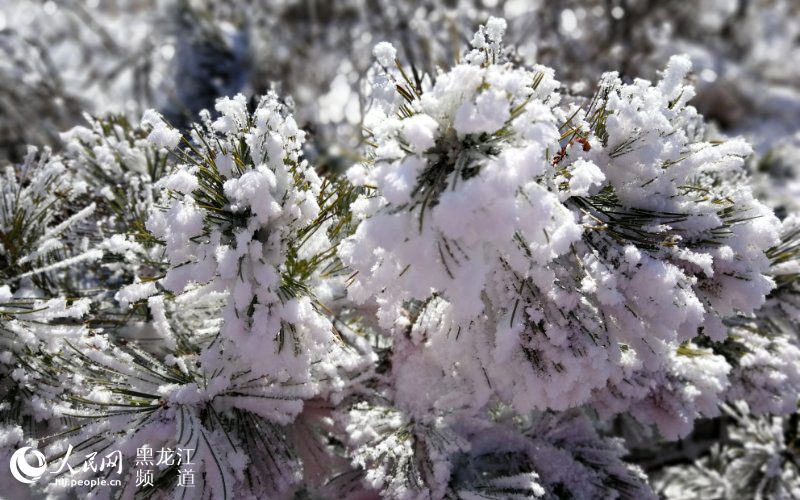 黑龍江鳳凰山國家森林公園現十里雪凇霧凇景觀