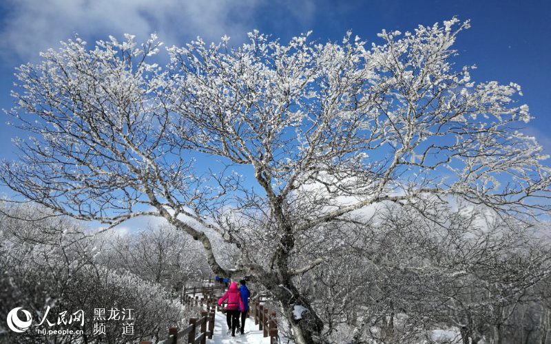 黑龍江鳳凰山國家森林公園現十里雪凇霧凇景觀