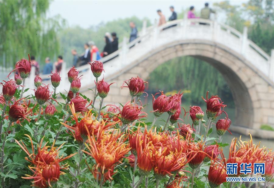 江蘇揚州：瘦西湖菊花綻放迎客來