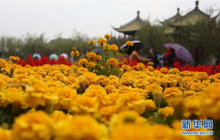 江蘇揚州：瘦西湖菊花綻放迎客來