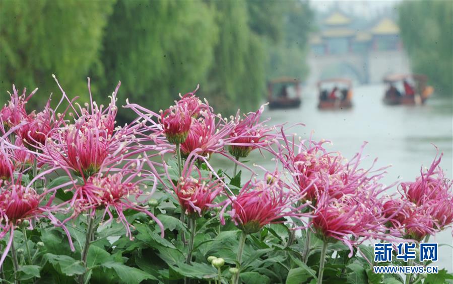 江蘇揚州：瘦西湖菊花綻放迎客來