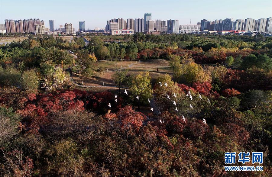 河北唐山：“城市綠肺”秋景怡人
