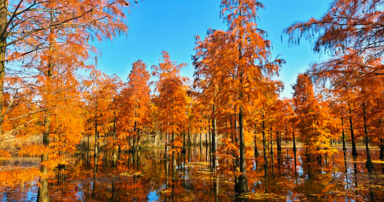 【2025打卡中國】從“百鳥天堂”池杉湖到“改革地標”小崗村 多國網紅博主被滁州圈粉!