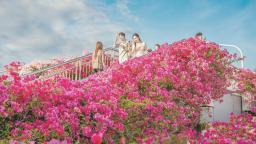 廈門“市花”三角梅迎來盛放期