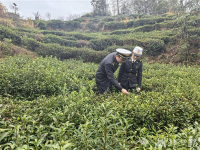 馬年出口開門紅 湖北大別山“金葉子”香飄海外