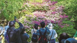 無錫惠山古鎮杜鵑花迎來盛花期