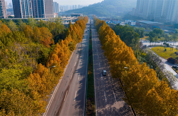 重慶市巴南區梧桐大道：浪漫冬日美景如畫