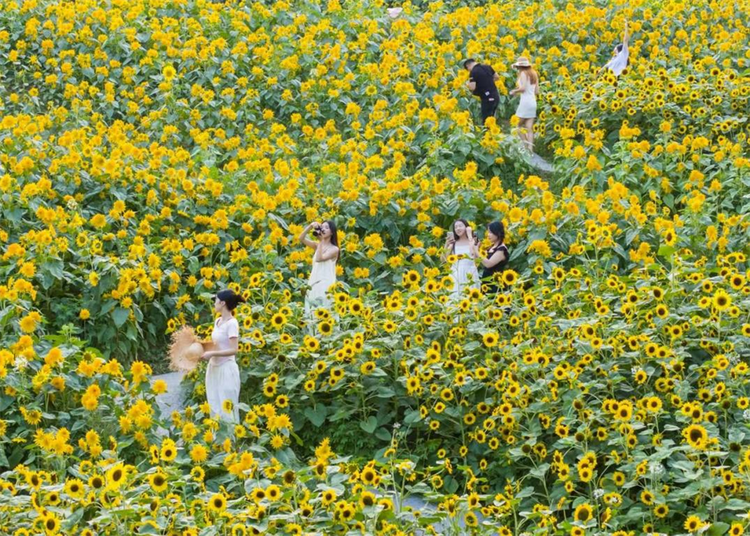 重慶巴南：50余畝向日葵花海璀璨綻放