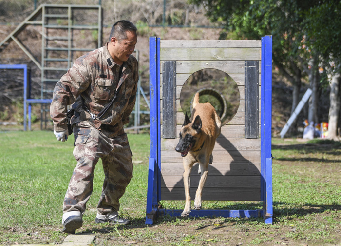 重慶北碚：警犬訓練忙