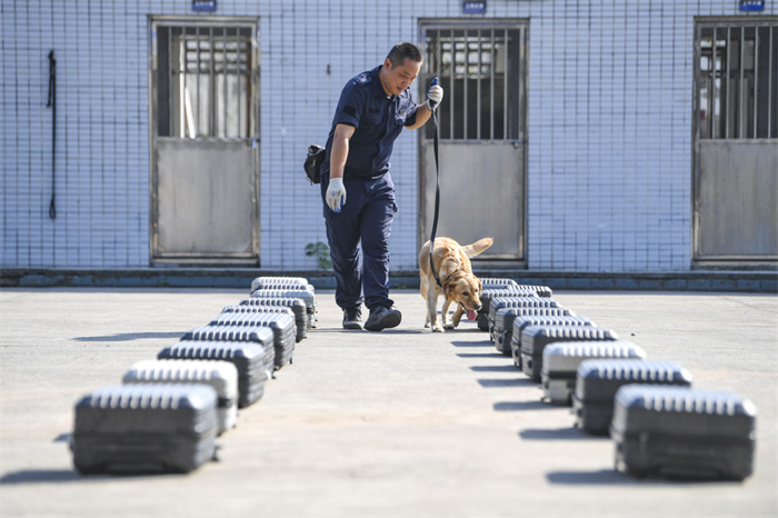 重慶北碚：警犬訓練忙