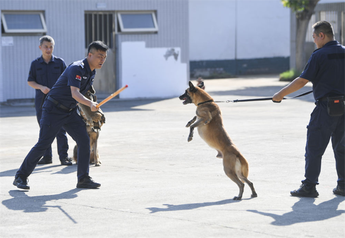 重慶北碚：警犬訓練忙