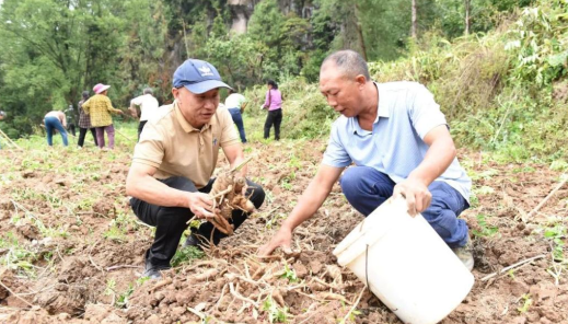 重慶石柱：白芷飄香迎豐收