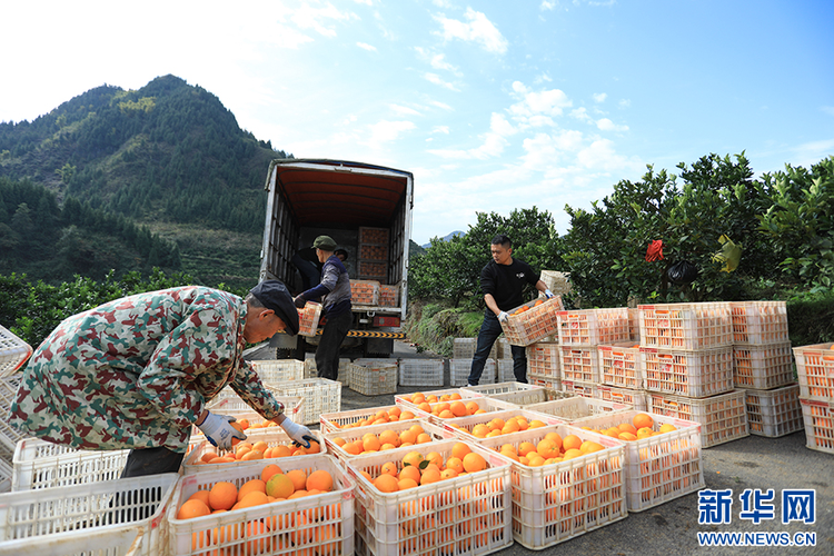 重慶秀山：臍橙熱銷海外 果農趕單增收