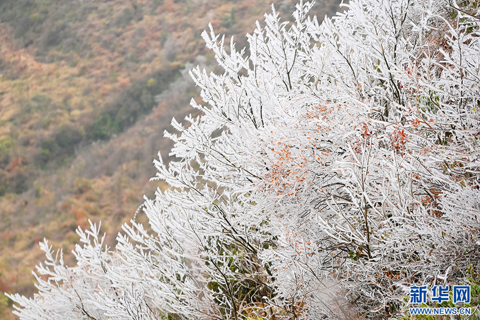 重慶酉陽：冬日山林雪韻濃