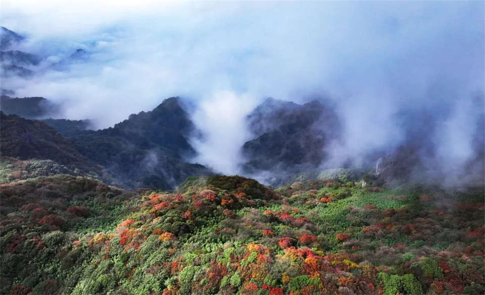 最美的秋丨重慶南川金佛山迎來“高光”時刻