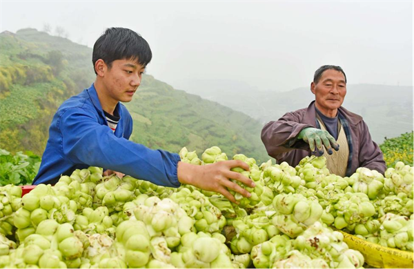 第七屆重慶·涪陵榨菜産業國際博覽會即將啟幕