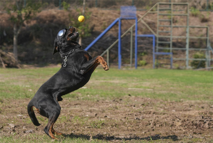 重慶北碚：警犬訓練忙