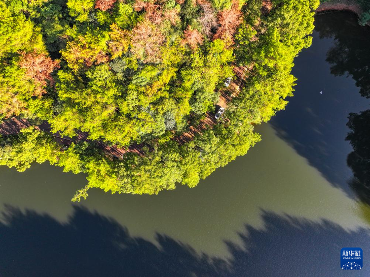 航拍重慶縉雲山國家級自然保護區