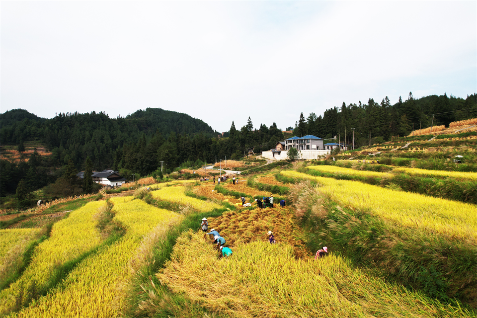 最美的秋丨重慶石柱：層林盡染秋意濃 田間忙碌話豐收