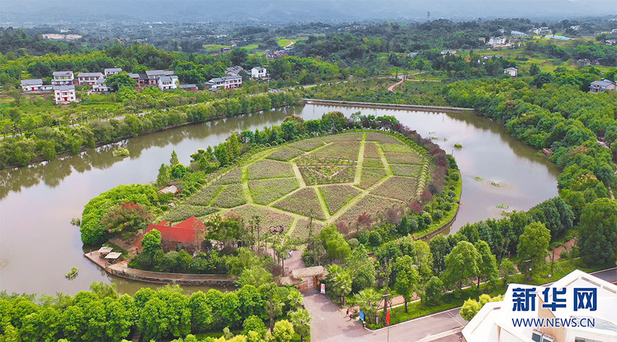 重慶：鄉村鮮花經濟悄然綻放