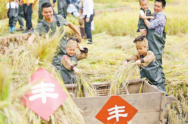 【城市遠洋帶圖】廣陽島舉行原鄉節活動 孩子們收割水稻體驗農耕文化