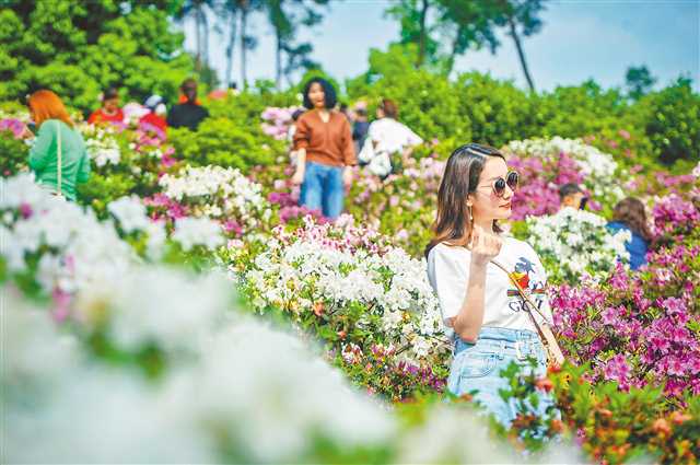 重慶南岸區：花兒越開越艷 日子越過越甜