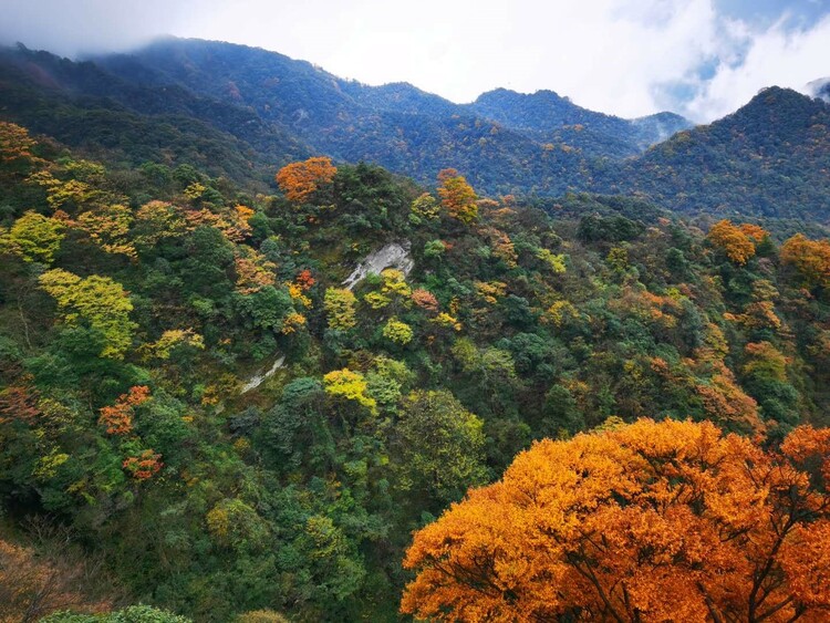 重慶金佛山彩林進入最佳觀賞期