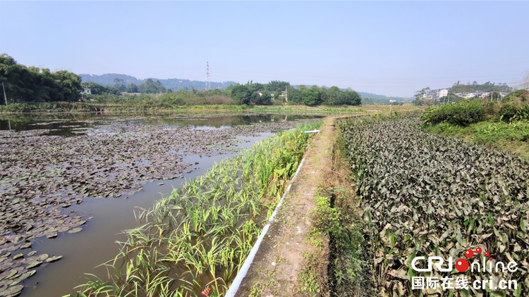 打造田園生態濕地綜合體 重慶璧山來鳳蝶變促發展