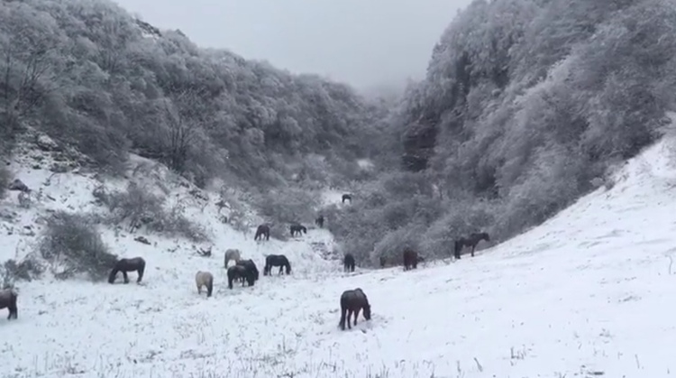 “忽如一夜春風來，千樹萬樹梨花開”  重慶武隆仙女山迎來今冬第一場雪