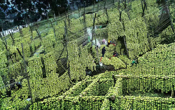 重慶涪陵：展地方特色風采 顯廣闊發展前景_fororder_涪陵榨菜田3_副本