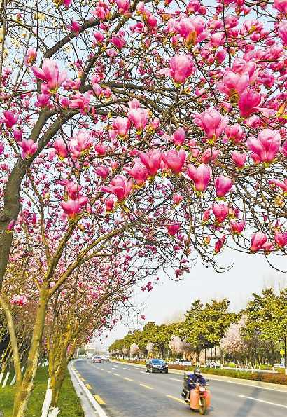 【城市遠洋帶圖】賞花 一定不要錯過這些地方