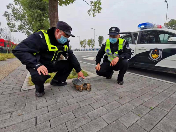 【B】重慶渝北警方提醒：野生動物“放生”有風險_fororder_1