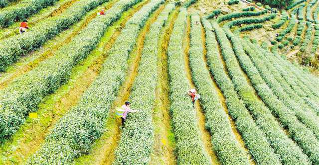 重慶南川：春茶採摘正當時